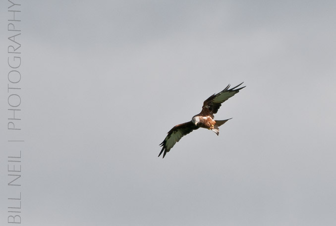 Red Kites at Lerrocks Farm , Doune, Perthshire, Scotland 8th September 2011