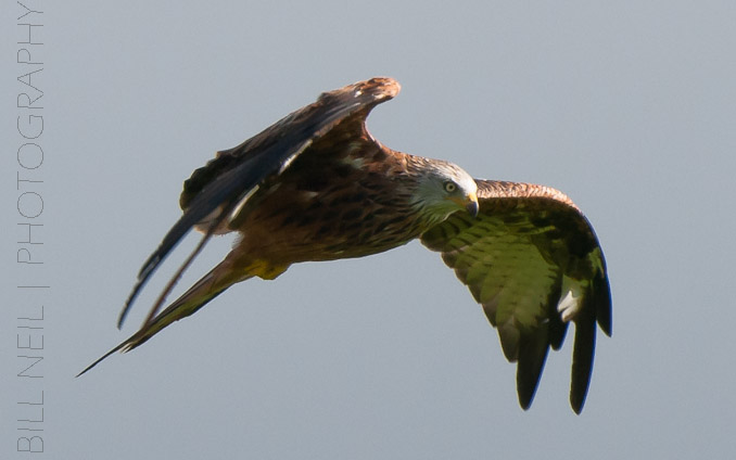 Red Kites at Lerrocks Farm , Doune, Perthshire, Scotland 8th September 2011
