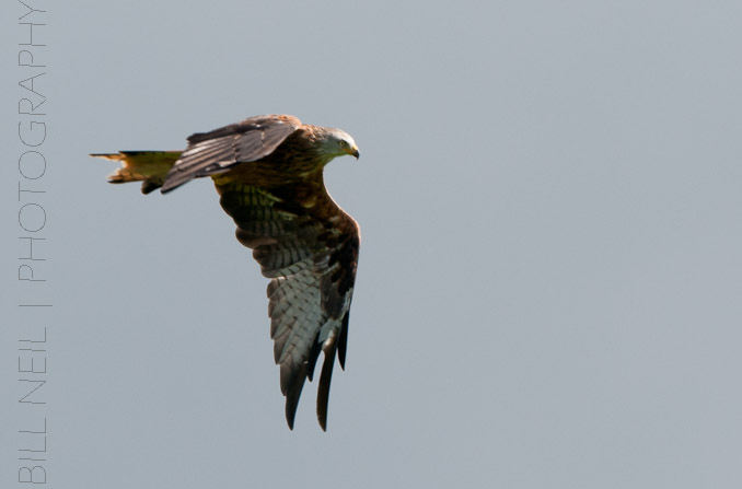 Red Kites at Lerrocks Farm , Doune, Perthshire, Scotland 8th September 2011