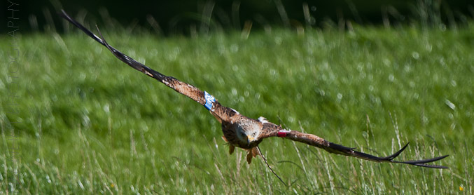 Red Kites at Lerrocks Farm , Doune, Perthshire, Scotland 8th September 2011
