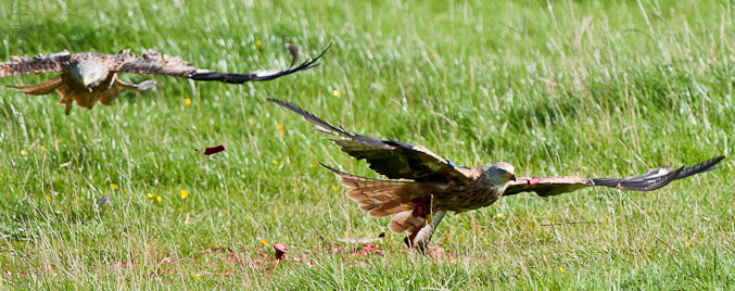 Red Kites at Lerrocks Farm , Doune, Perthshire, Scotland 8th September 2011