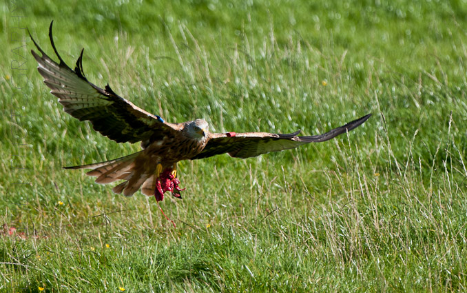 Red Kites at Lerrocks Farm , Doune, Perthshire, Scotland 8th September 2011