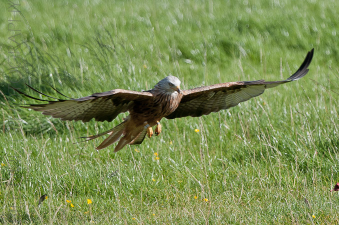 Red Kites at Lerrocks Farm , Doune, Perthshire, Scotland 8th September 2011