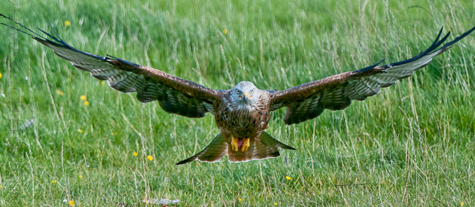 Red Kites at Lerrocks Farm , Doune, Perthshire, Scotland 8th September 2011