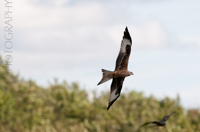 Red Kites at Lerrocks Farm , Doune, Perthshire, Scotland 8th September 2011