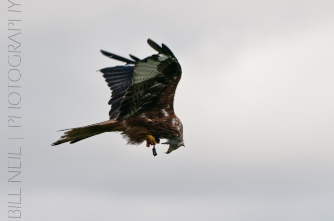 Red Kites at Lerrocks Farm , Doune, Perthshire, Scotland 8th September 2011