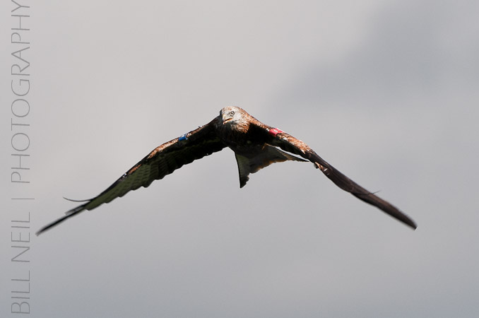 Red Kites at Lerrocks Farm , Doune, Perthshire, Scotland 8th September 2011