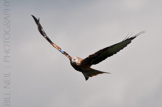 Red Kites at Lerrocks Farm , Doune, Perthshire, Scotland 8th September 2011