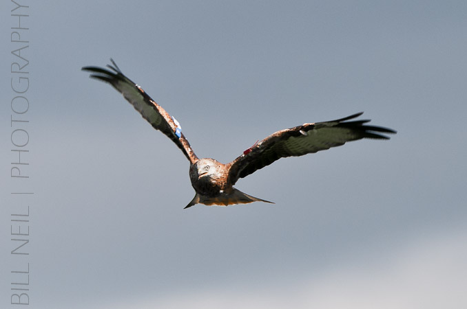 Red Kites at Lerrocks Farm , Doune, Perthshire, Scotland 8th September 2011