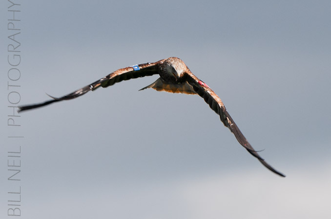 Red Kites at Lerrocks Farm , Doune, Perthshire, Scotland 8th September 2011