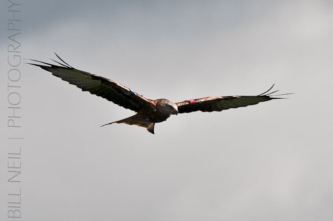 Red Kites at Lerrocks Farm , Doune, Perthshire, Scotland 8th September 2011