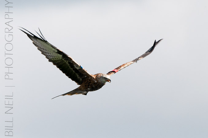 Red Kites at Lerrocks Farm , Doune, Perthshire, Scotland 8th September 2011