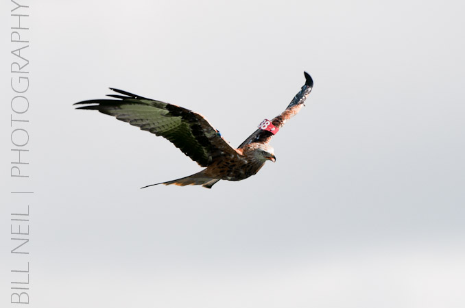 Red Kites at Lerrocks Farm , Doune, Perthshire, Scotland 8th September 2011