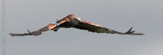 Red Kites at Lerrocks Farm , Doune, Perthshire, Scotland 8th September 2011