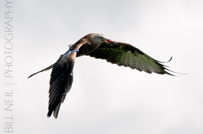 Red Kites at Lerrocks Farm , Doune, Perthshire, Scotland 8th September 2011