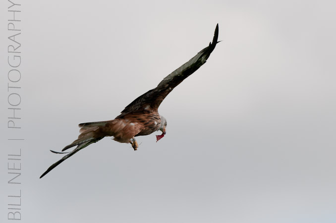 Red Kites at Lerrocks Farm , Doune, Perthshire, Scotland 8th September 2011